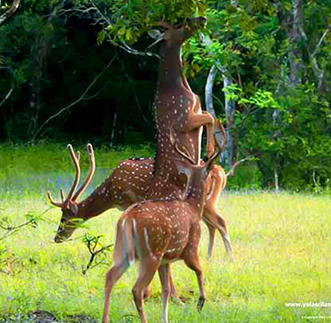 Yala Luxury Jeep Safari – Evening in sri lanka